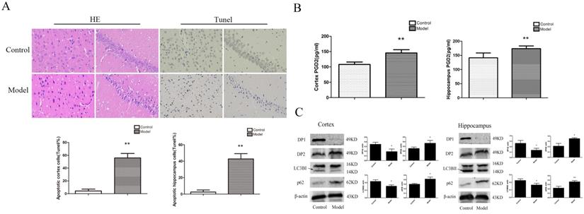 Int J Biol Sci Image