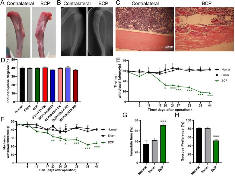 Int J Biol Sci Image