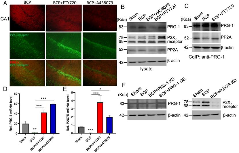 Int J Biol Sci Image