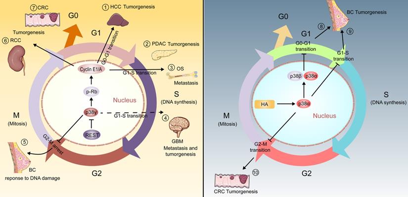 Int J Biol Sci Image