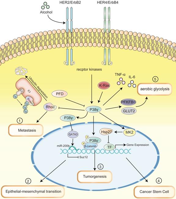 Int J Biol Sci Image