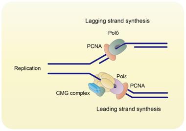 Int J Biol Sci Image