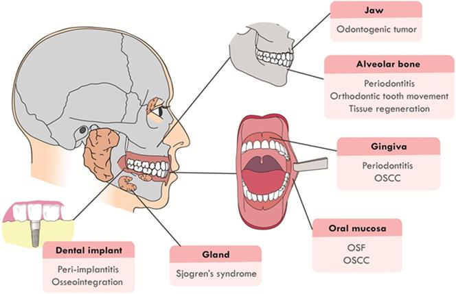 Int J Biol Sci Image