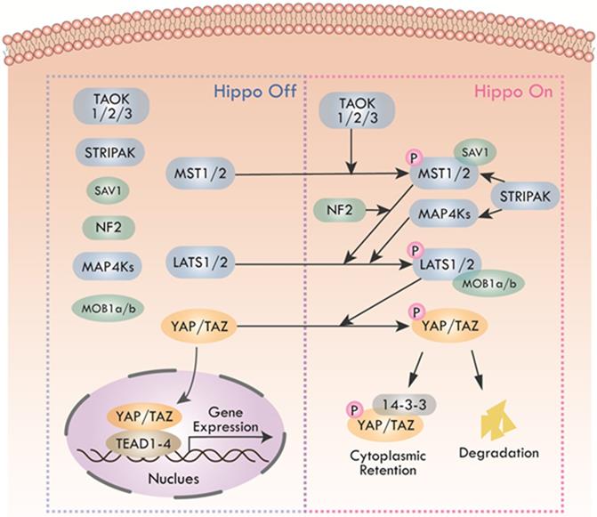 Int J Biol Sci Image