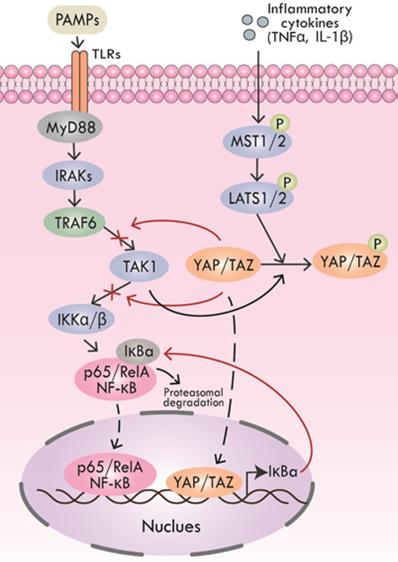 Int J Biol Sci Image