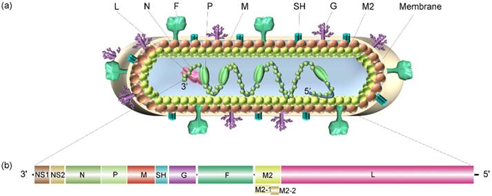 Functional organization of cytoplasmic inclusion bodies in cells infected  by respiratory syncytial virus