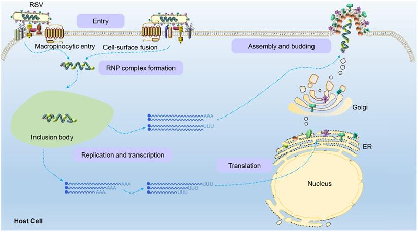 Int J Biol Sci Image