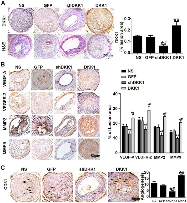 Int J Biol Sci Image