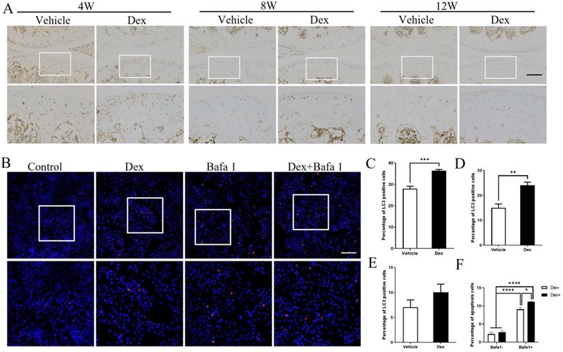 Int J Biol Sci Image