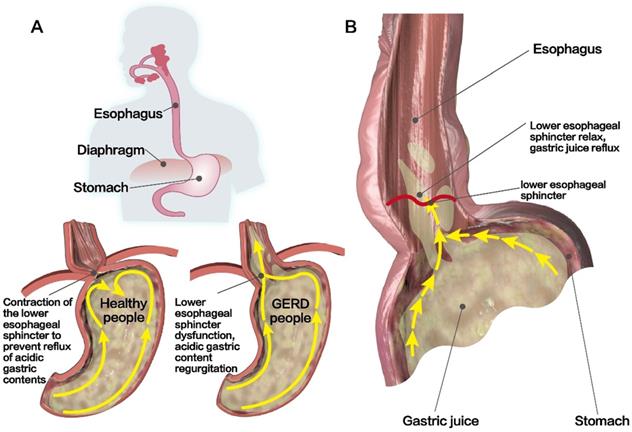 Int J Biol Sci Image