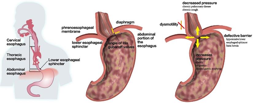 Int J Biol Sci Image