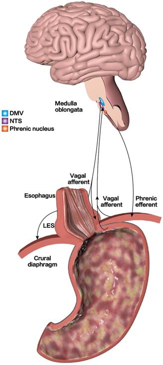 Int J Biol Sci Image