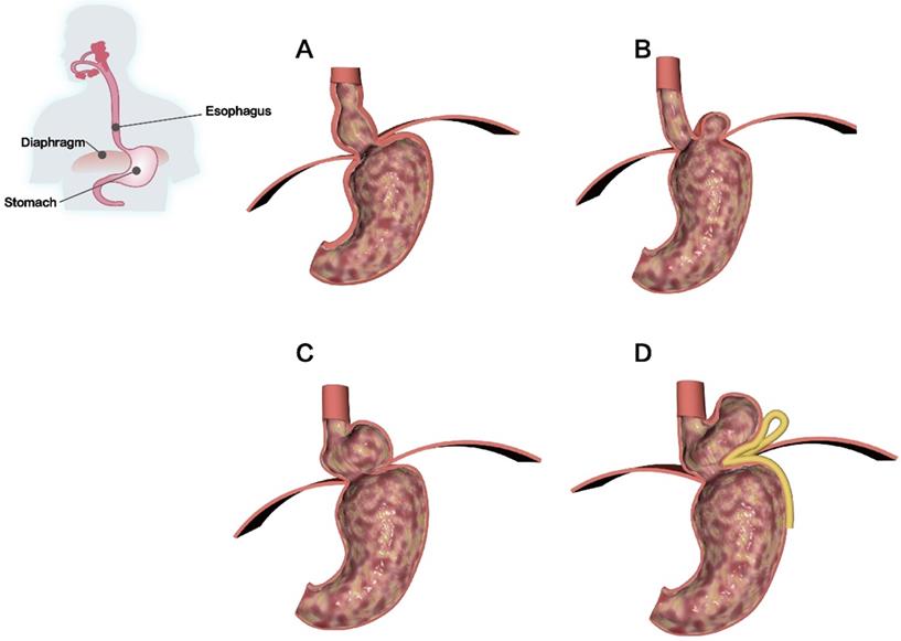 Int J Biol Sci Image