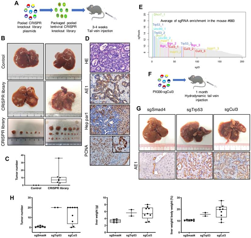 Int J Biol Sci Image