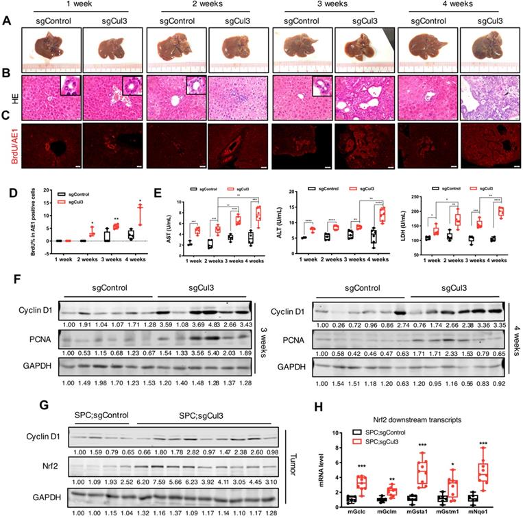 Int J Biol Sci Image