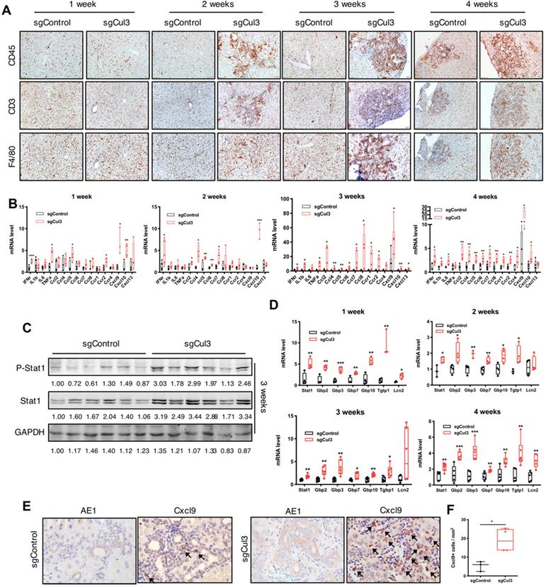 Int J Biol Sci Image