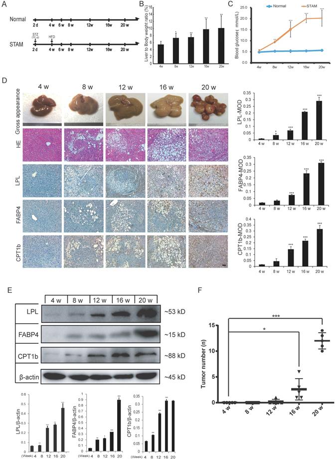 Int J Biol Sci Image