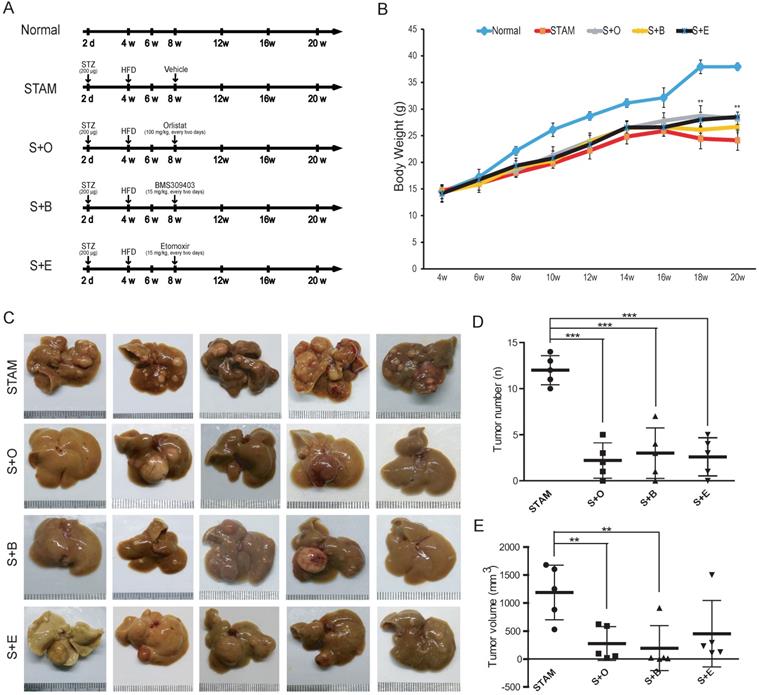 Int J Biol Sci Image