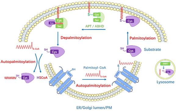 Int J Biol Sci Image