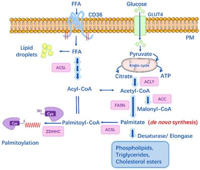 Int J Biol Sci Image