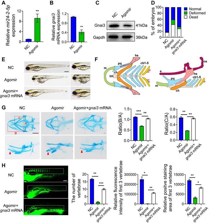 Int J Biol Sci Image