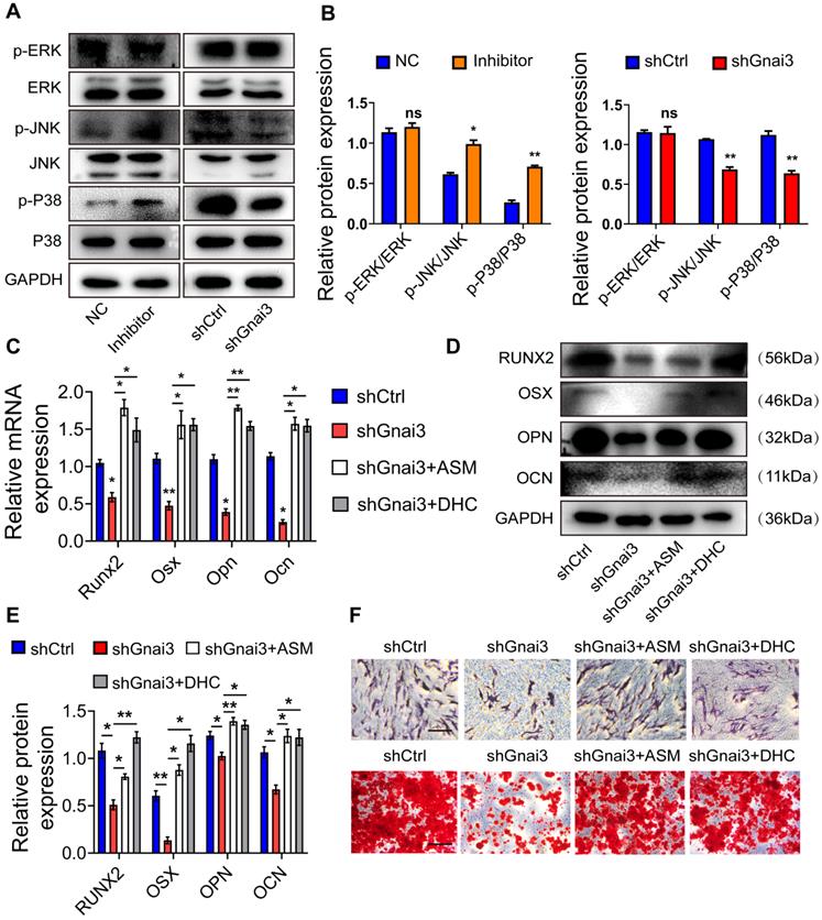 Int J Biol Sci Image