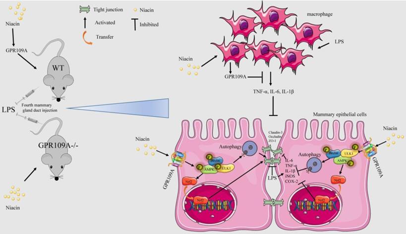 Int J Biol Sci Image