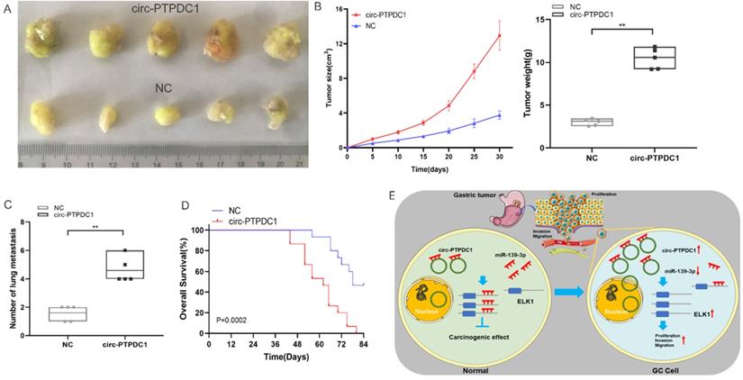 Int J Biol Sci Image