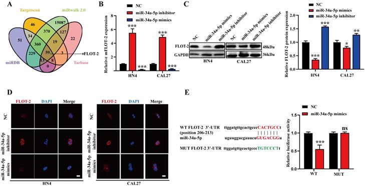 Int J Biol Sci Image