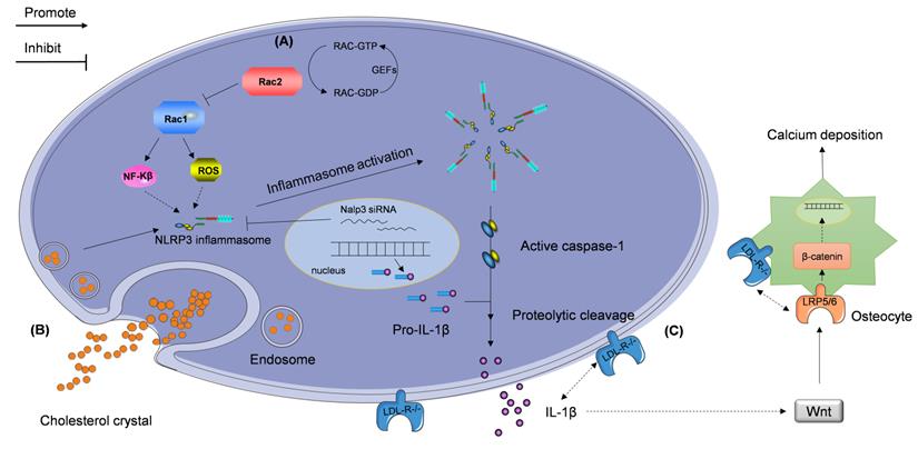 Int J Biol Sci Image