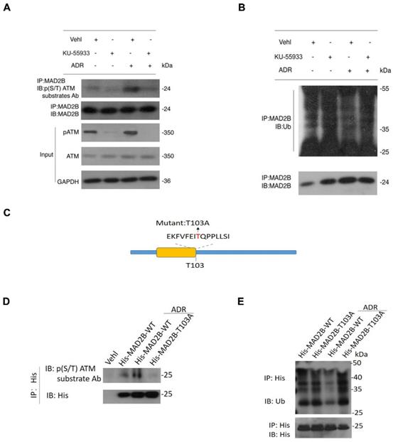 Int J Biol Sci Image