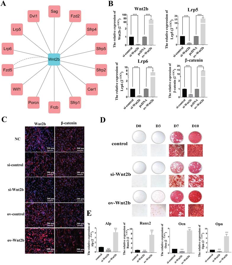 Int J Biol Sci Image