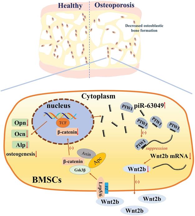 Int J Biol Sci Image