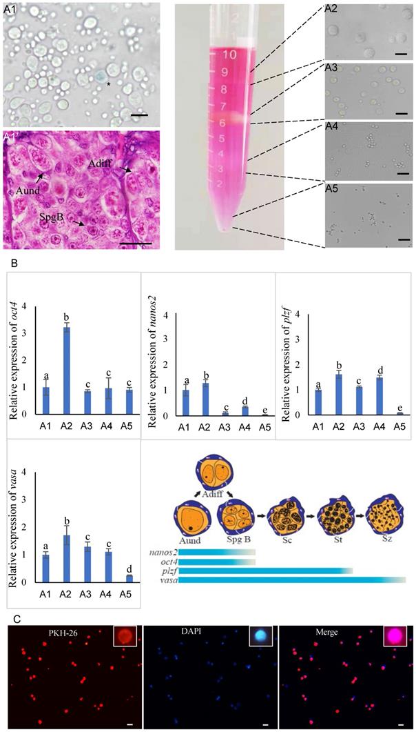 Int J Biol Sci Image