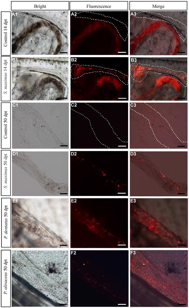 Int J Biol Sci Image