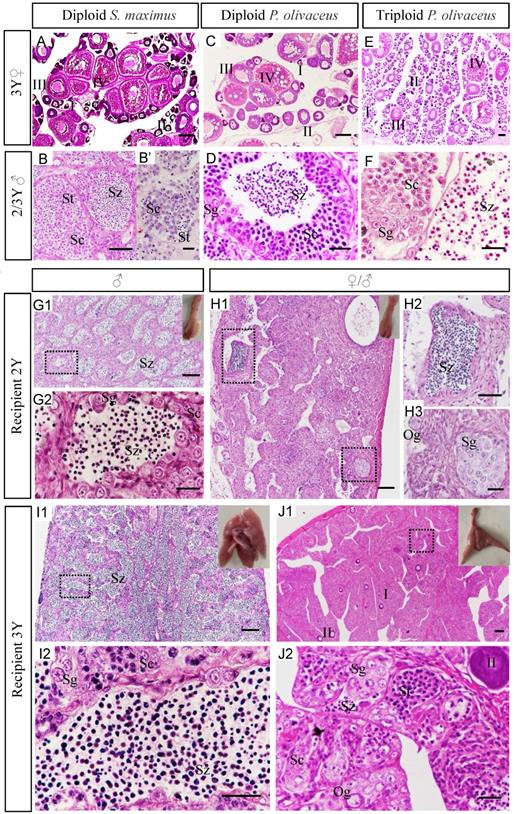 Int J Biol Sci Image