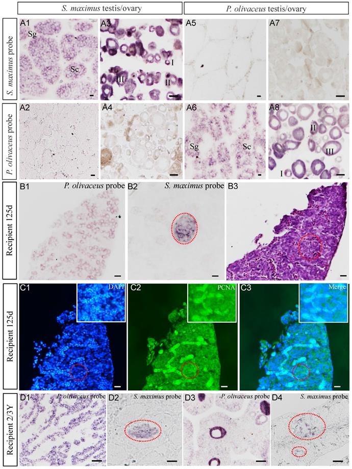 Int J Biol Sci Image