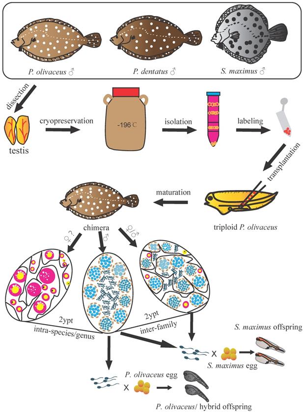 Int J Biol Sci Image