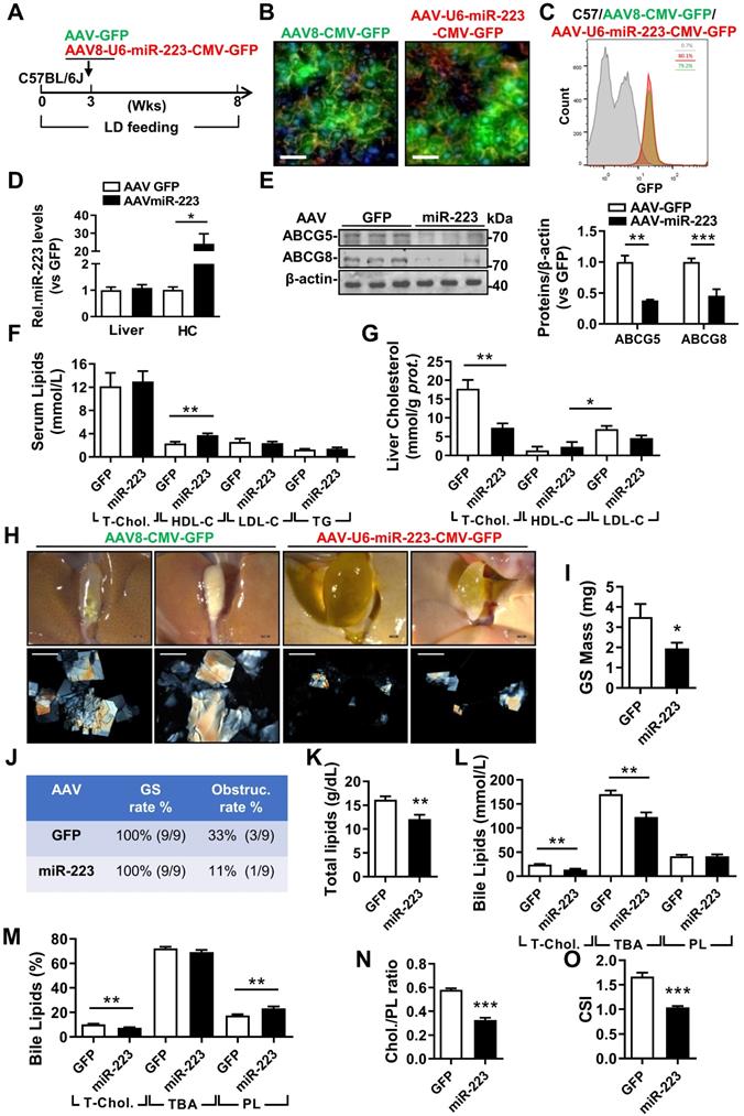 Int J Biol Sci Image