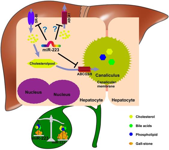 Int J Biol Sci Image