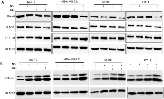 Int J Biol Sci Image