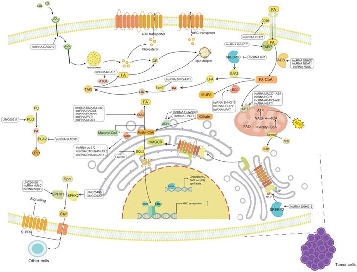 Int J Biol Sci Image