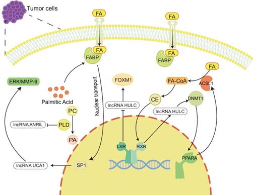 Int J Biol Sci Image