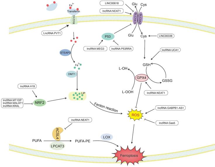 Int J Biol Sci Image