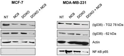 Int J Biol Sci Image