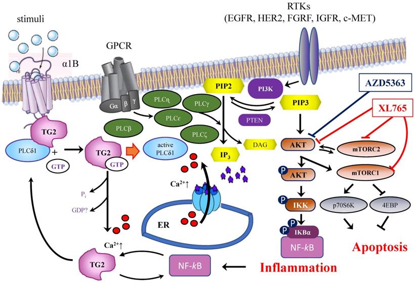 Int J Biol Sci Image