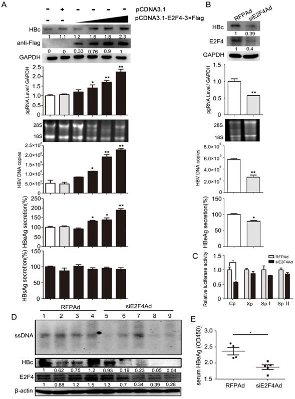 Int J Biol Sci Image