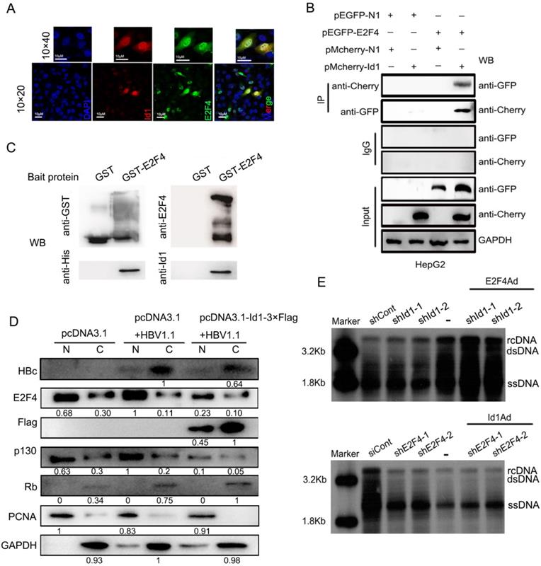 Int J Biol Sci Image