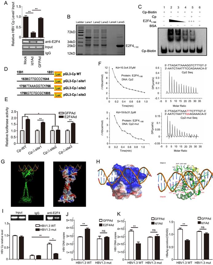 Int J Biol Sci Image