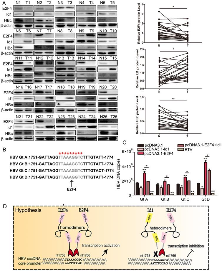 Int J Biol Sci Image